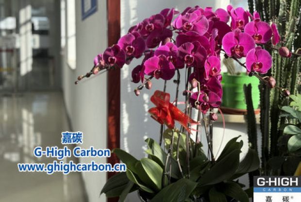 蝴蝶蘭綻活力，政企情暖新春